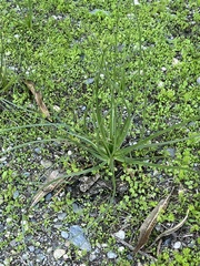 Asphodelus
