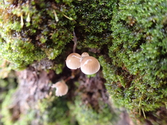 Fungi