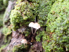 Fungi