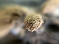 Tubifera microsperma