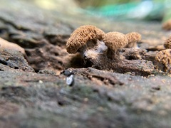 Tubifera microsperma