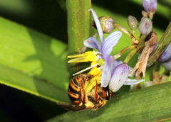 Mellitidia tomentifera