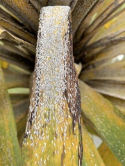 Leucaspis cordylinidis