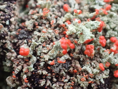 Cladonia