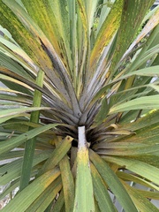 Leucaspis cordylinidis