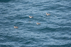 Puffinus gavia