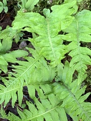 Polypodium calirhiza