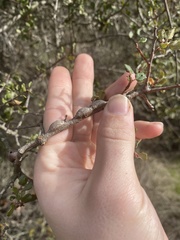 Andricus chrysolepidicola
