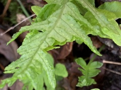 Polypodium calirhiza