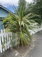 Leucaspis cordylinidis