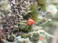 Cladonia