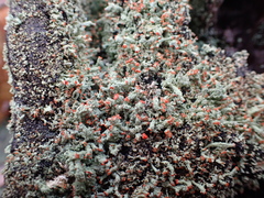 Cladonia