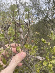 Andricus chrysolepidicola