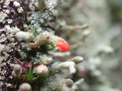 Cladonia