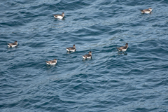 Puffinus gavia