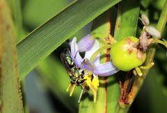 Palaeorhiza disrupta