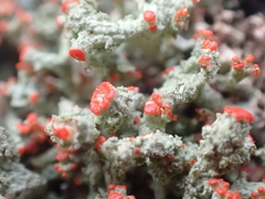 Cladonia