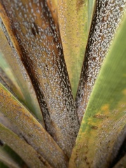 Leucaspis cordylinidis