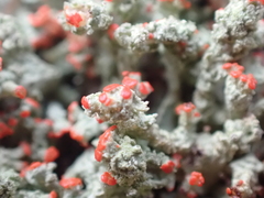 Cladonia