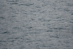 Puffinus gavia
