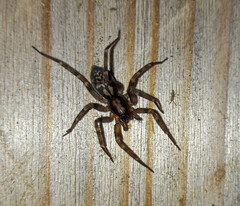 Liocranum
