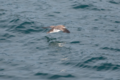 Puffinus gavia