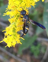 Parancistrocerus histrio