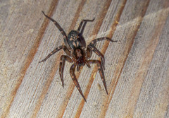Liocranum