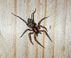 Liocranum