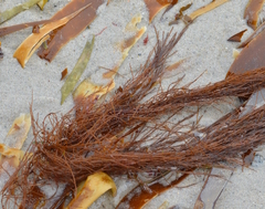 Desmarestia aculeata