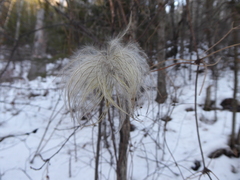 Clematis occidentalis grosseserrata