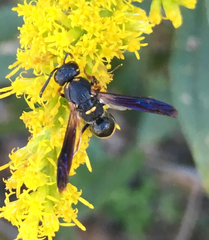 Parancistrocerus histrio
