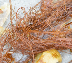 Desmarestia aculeata