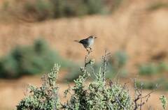 Pyrrholaemus brunneus