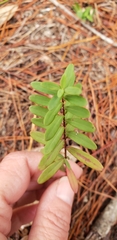Hypericum microsepalum