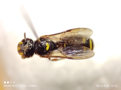 Ceratina perforatrix pyramidalis