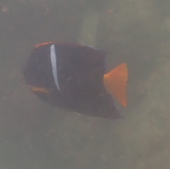 Holacanthus passer