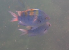 Abudefduf troschelii