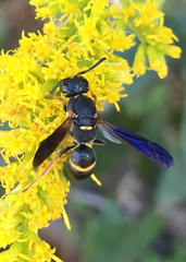 Parancistrocerus histrio