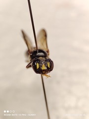 Ceratina perforatrix pyramidalis