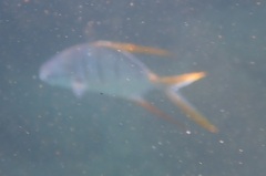Trachinotus rhodopus