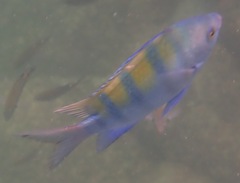 Abudefduf troschelii