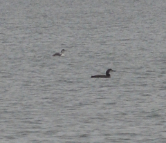 Gavia stellata