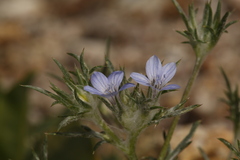 Eriastrum wilcoxii