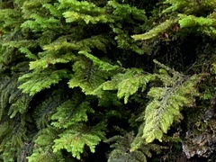 Dendroalsia abietina