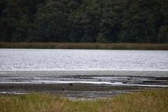 Fulica ardesiaca
