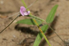 Strophostyles leiosperma