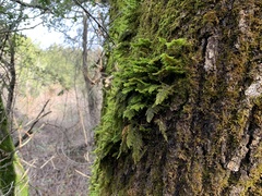 Dendroalsia abietina