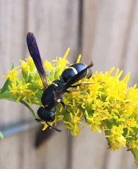 Parancistrocerus histrio