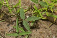 Strophostyles leiosperma